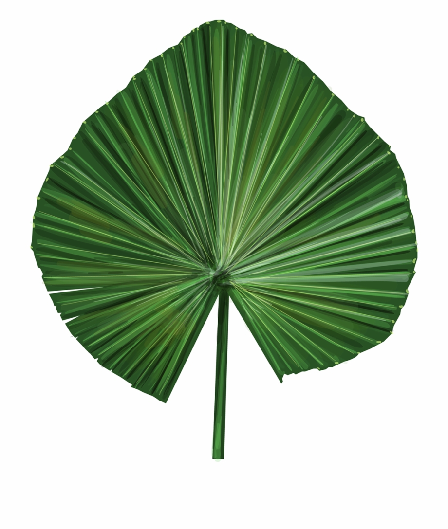Vector Illustrations Of Exotic Leaves Sabal Palmetto