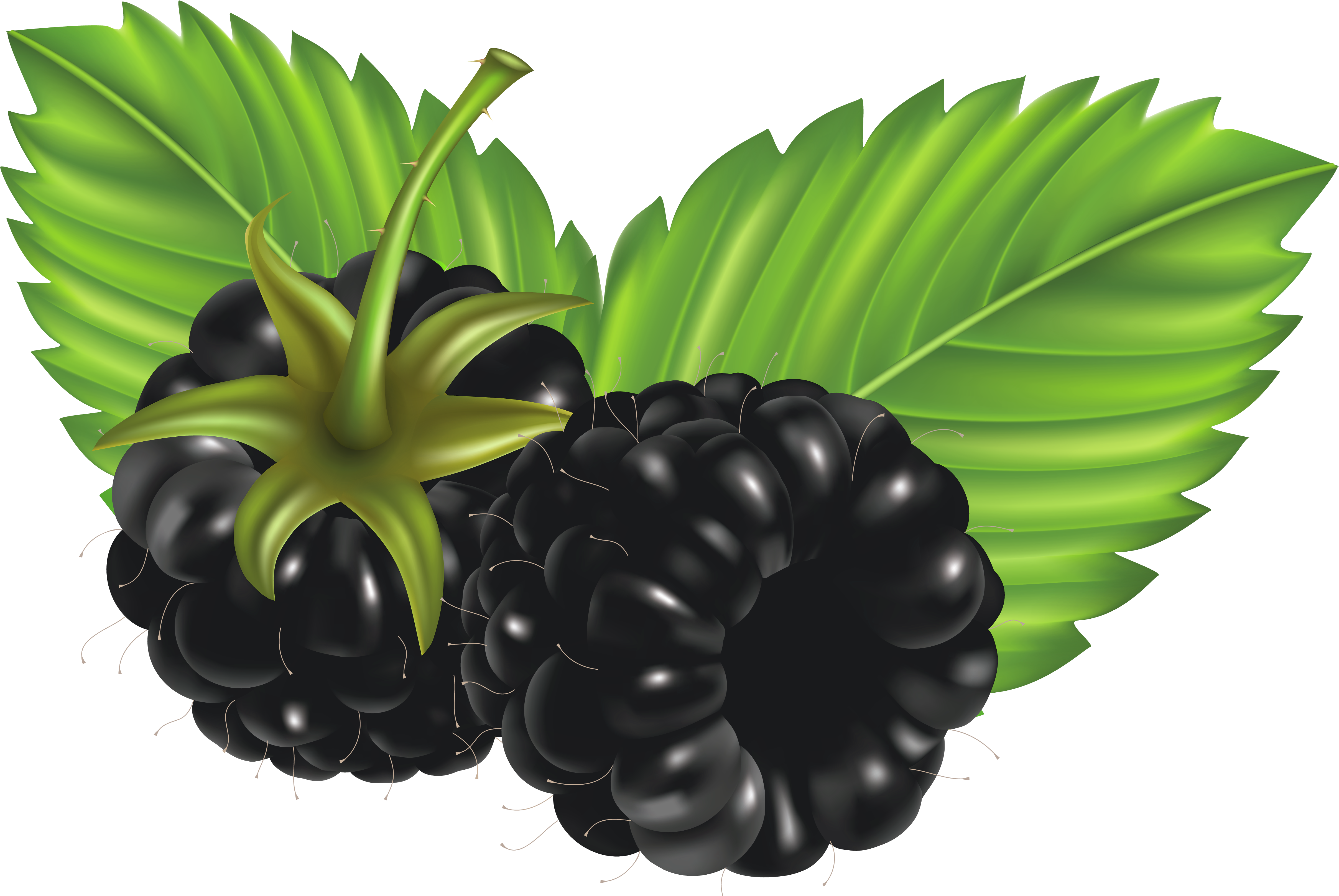 blackberries clipart
