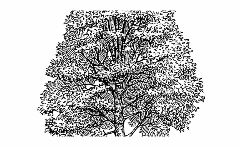 Cedar Tree Silhouette Cedrus Vector