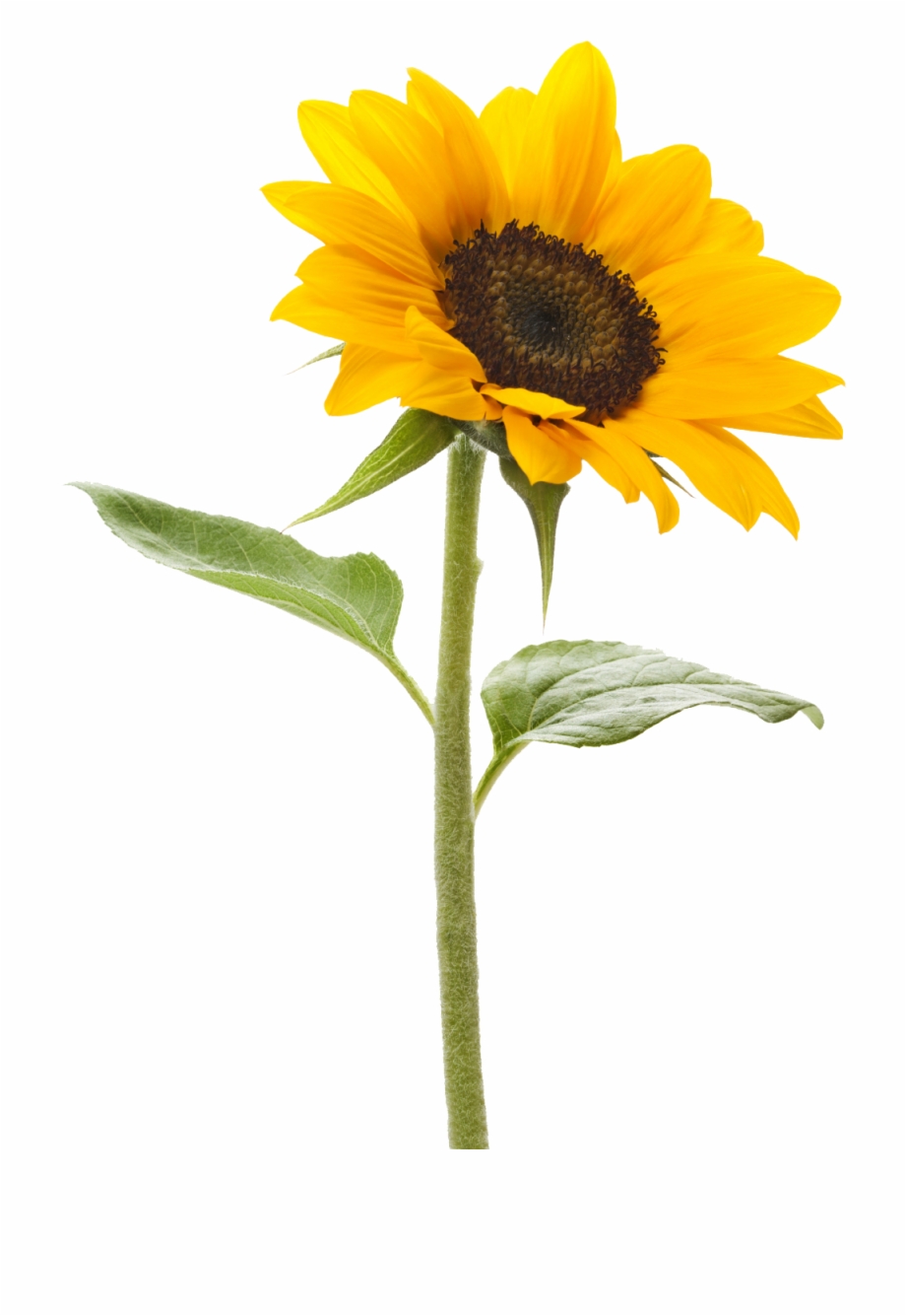 Download Png Image Report Single Sunflower Transparent Background