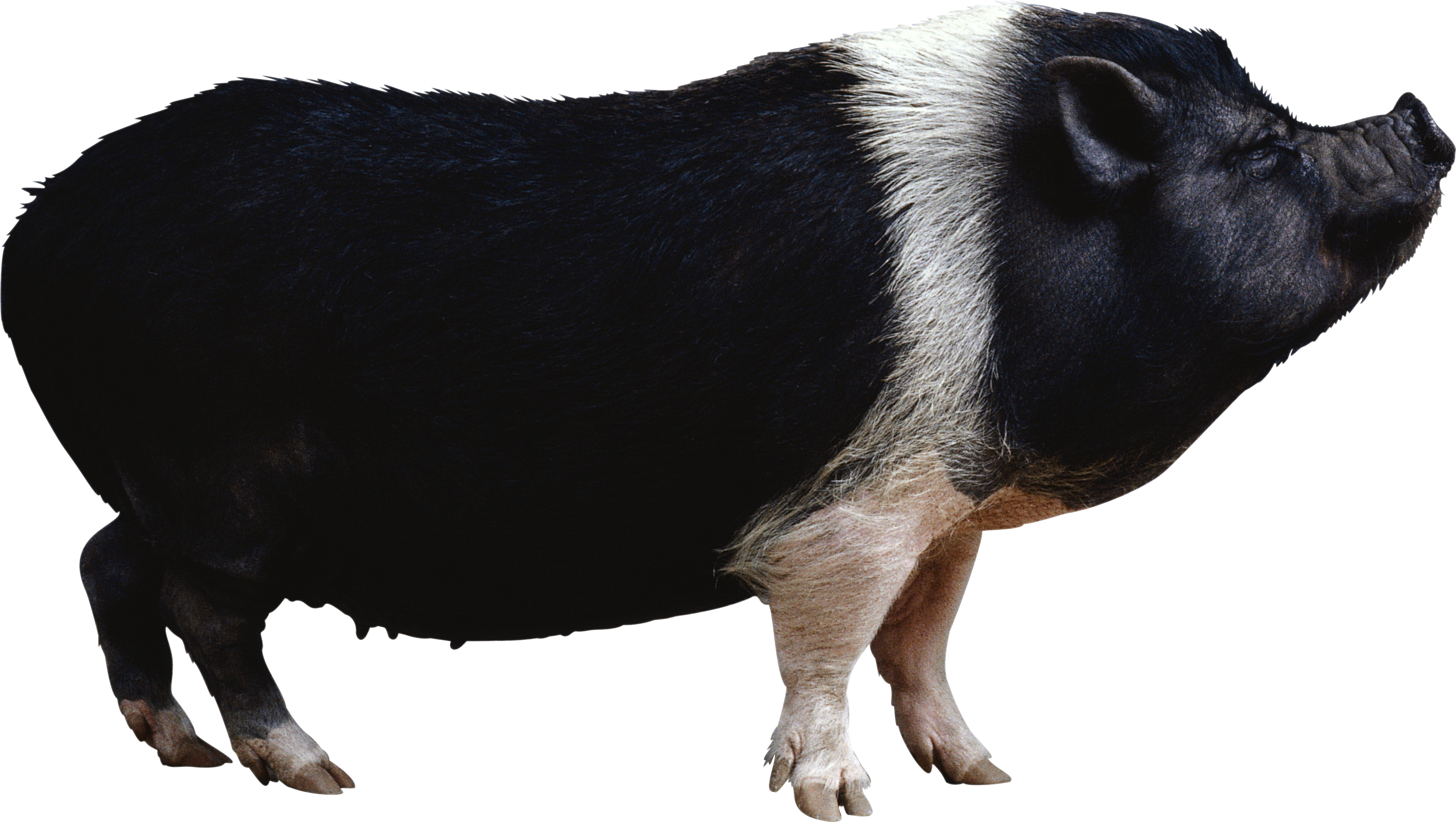 Black Pig Png Image Pot Belly Pig Transparent