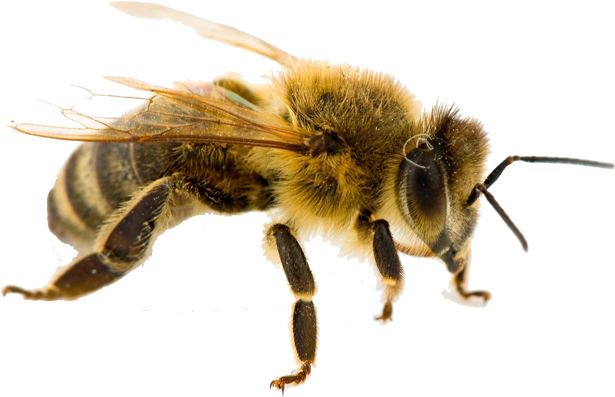 honey bees

