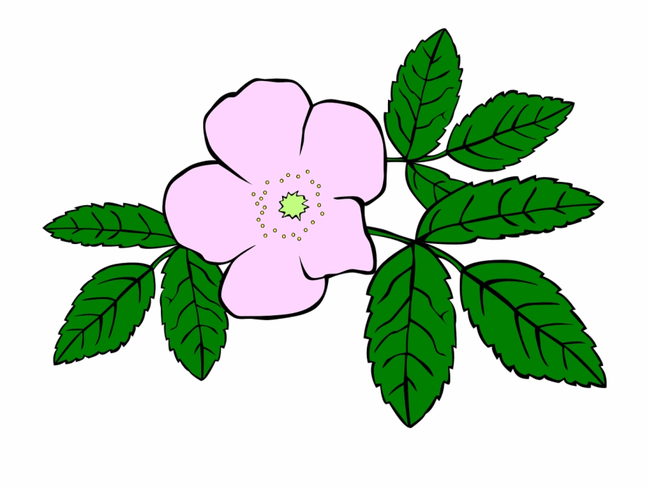 Rosa Rose Purple Flower Leaves Png Image Wild