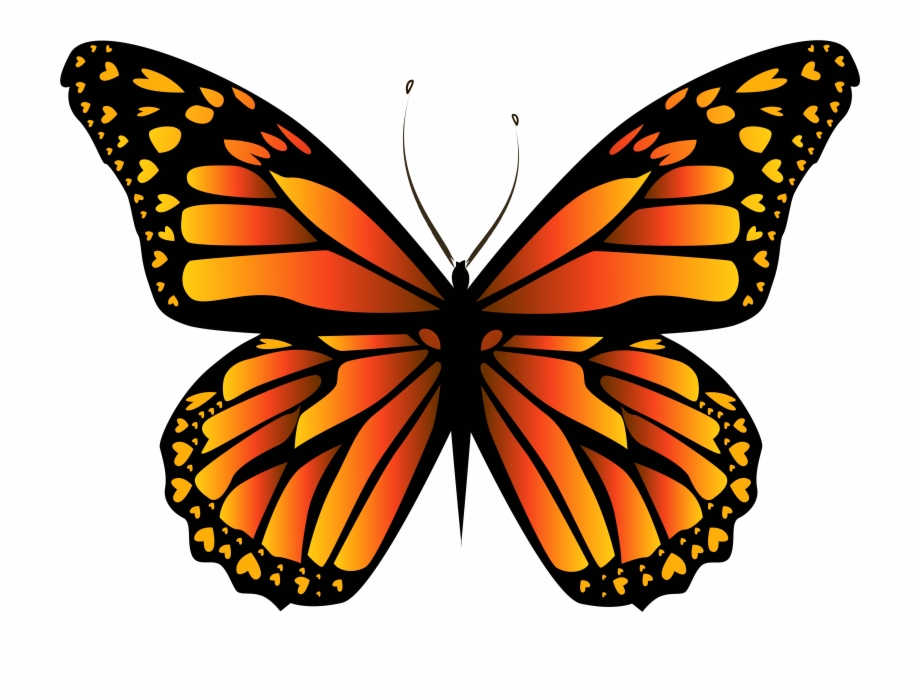 Orange Butterfly Png Clipar Image Yellow Butterfly Monarch