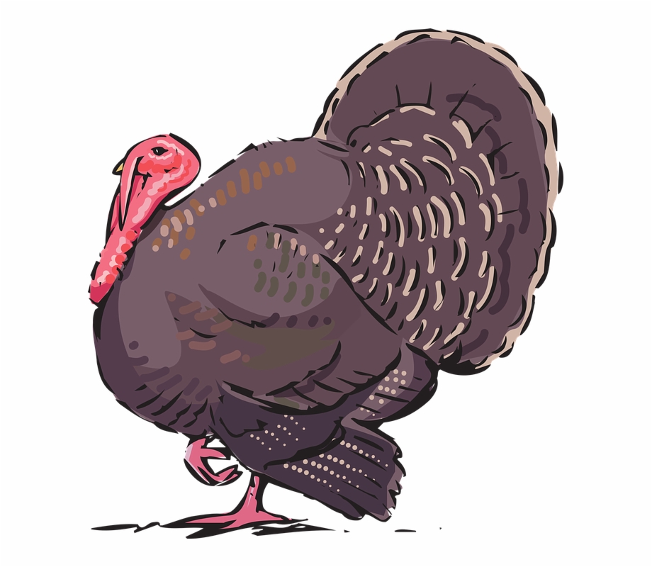 Turkey Bird Png Transparent Images Logo De Pavo