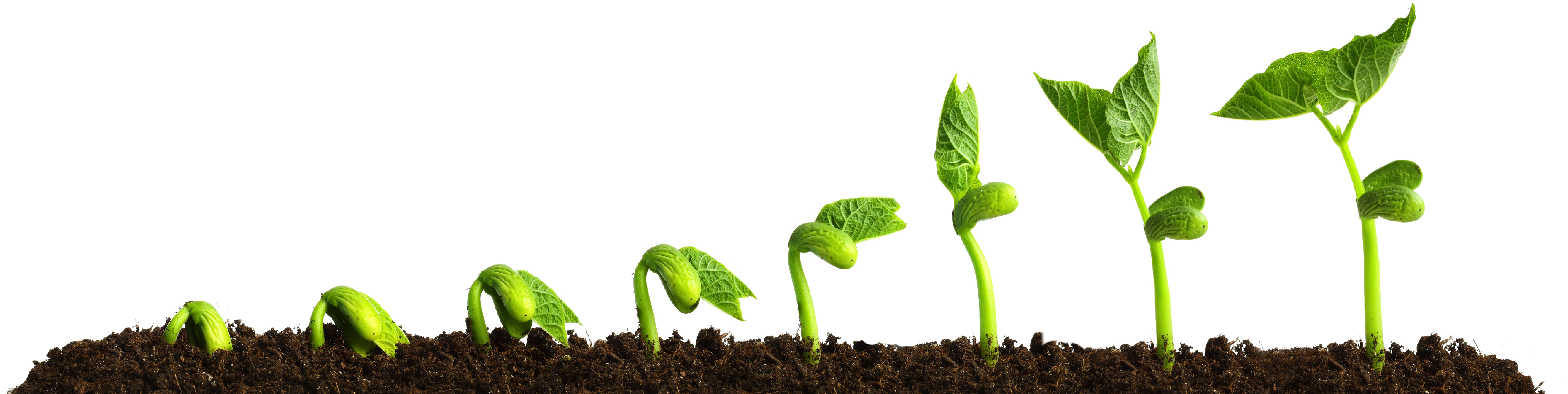 Grow Png Transparent Picture Growing Plant