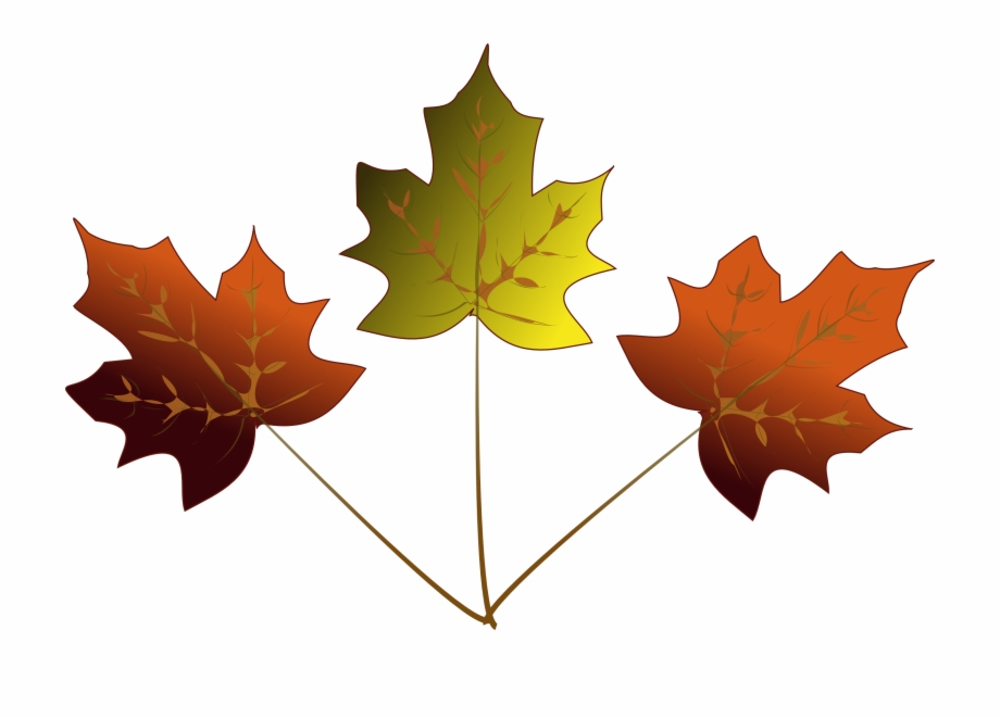 Maple Leaf Drawing 3 Maple Leaves