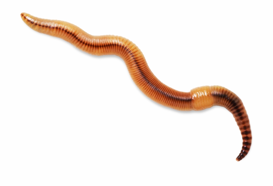 Worms Transparent Background Earthworm