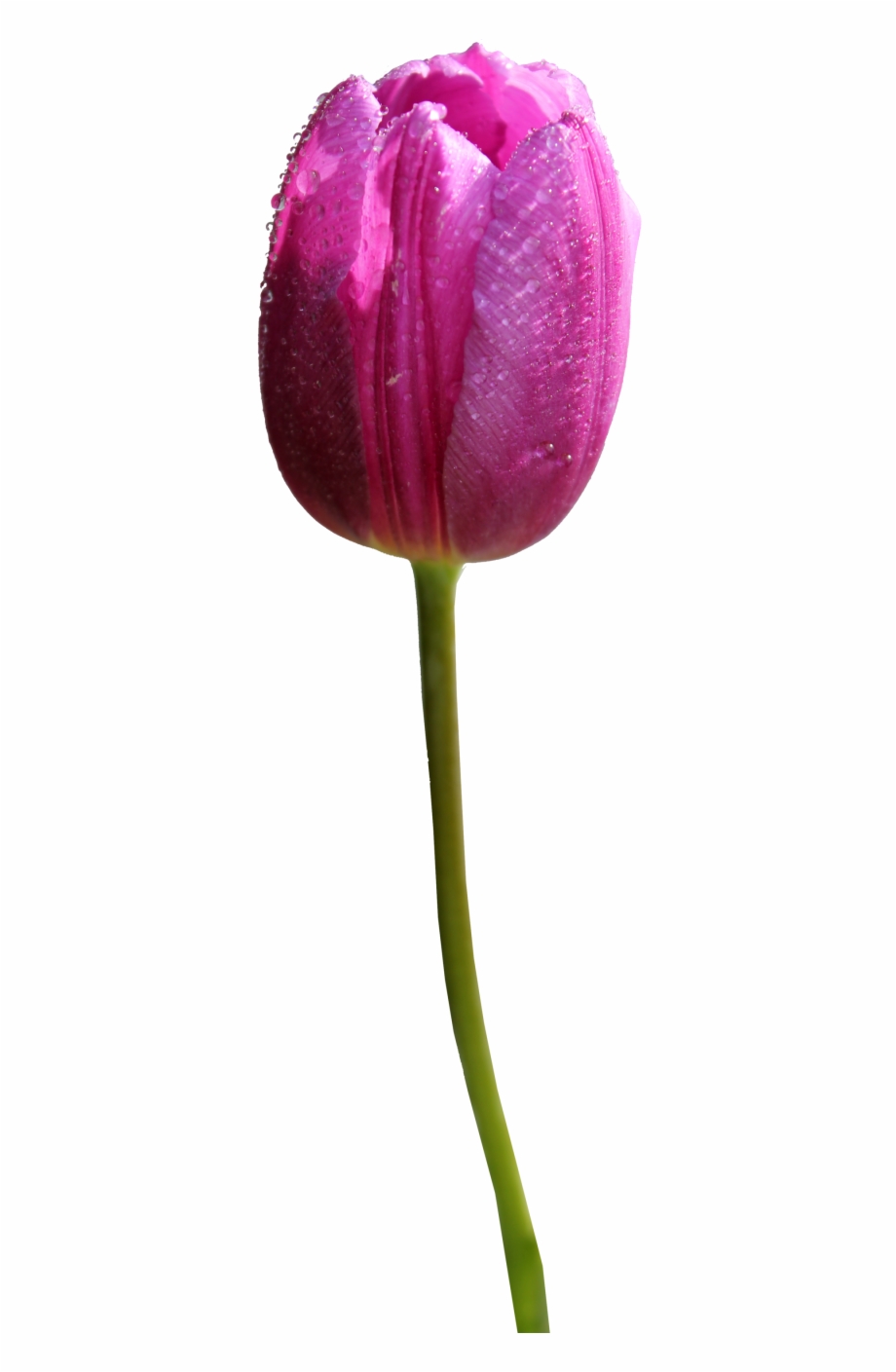 Tulip Png Hd Tulip Flower Png