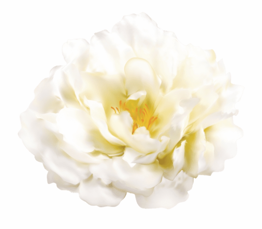Free Png Download White Flower Transparent Png Images