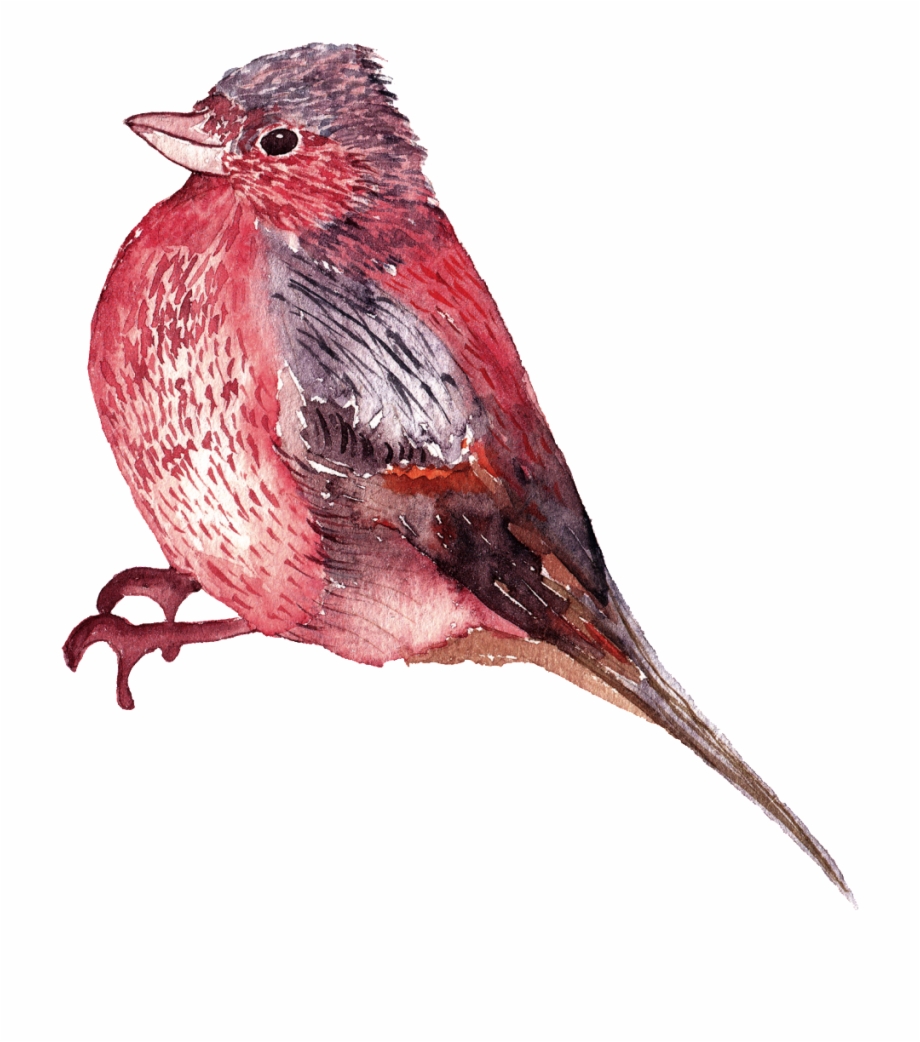 This Graphics Is Watercolor Bird Png Images About