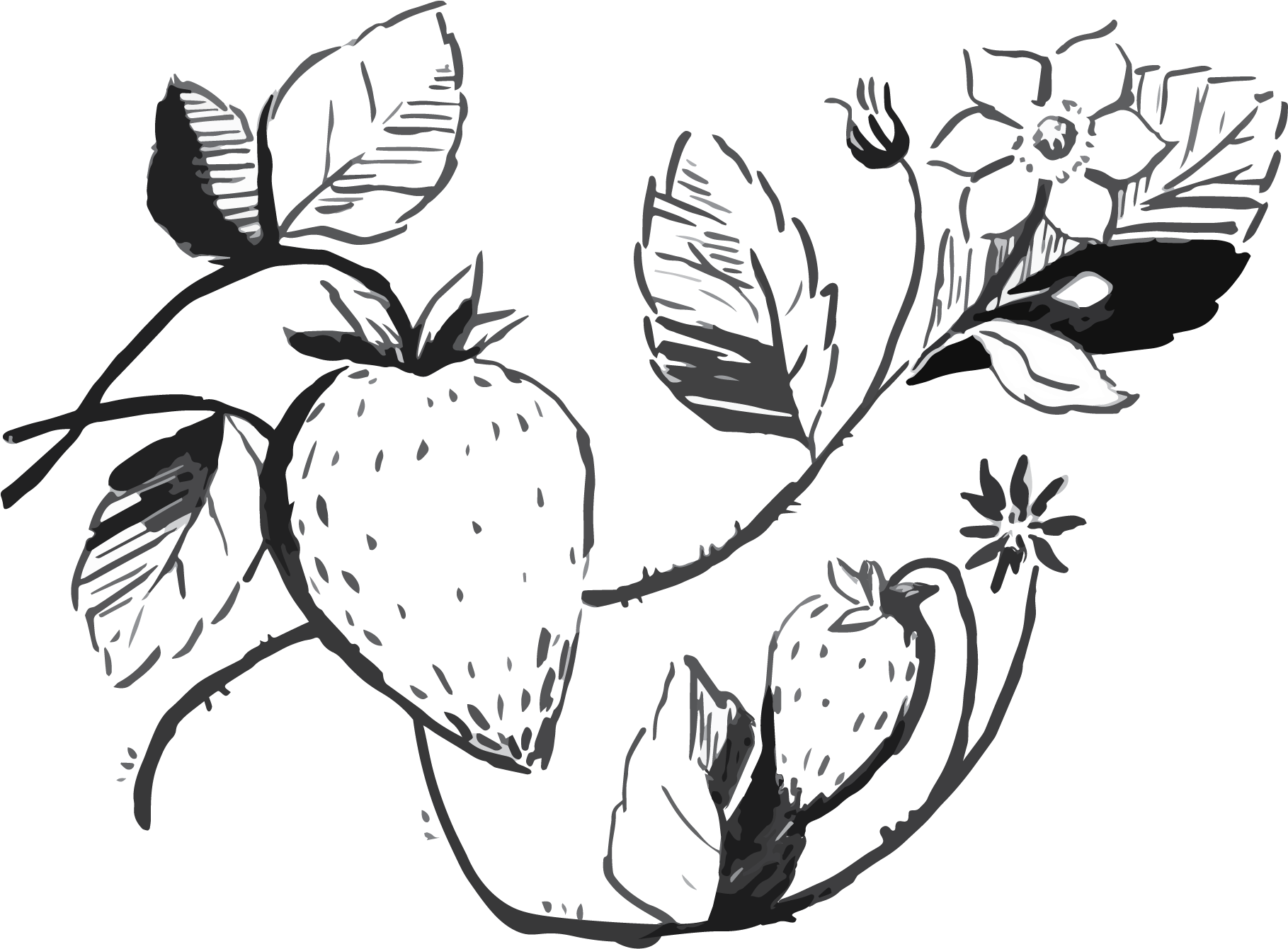 view all Strawberries Clipart Black And White). 