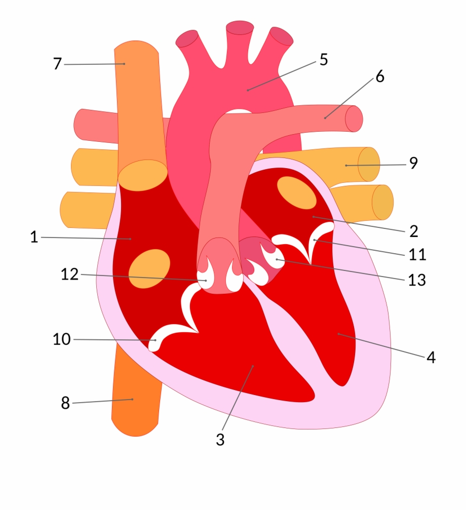 Human Heart Corazn Humano Esquema Parts Of The