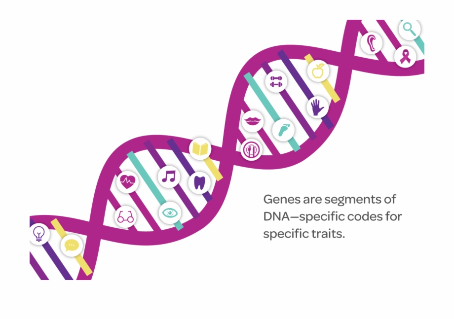 Dna Structure Clipart Genetic Trait Dna Chromosome Gene