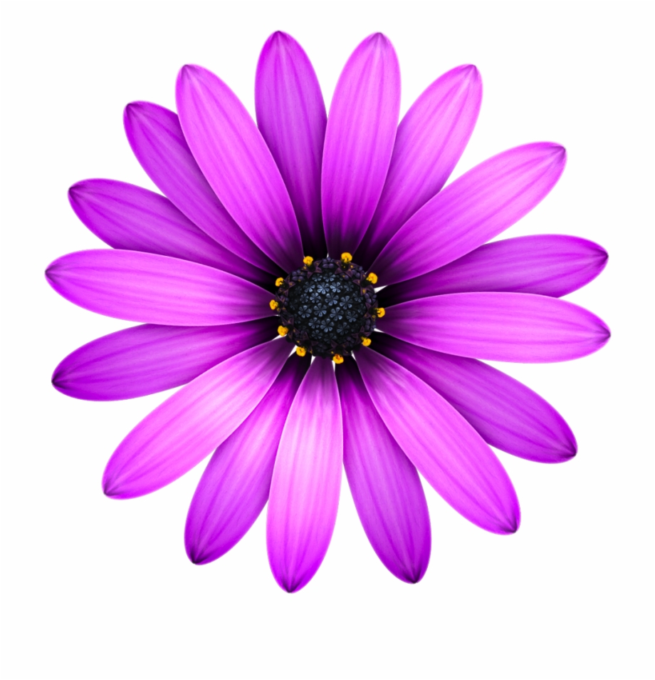 Daisy Flower Png
