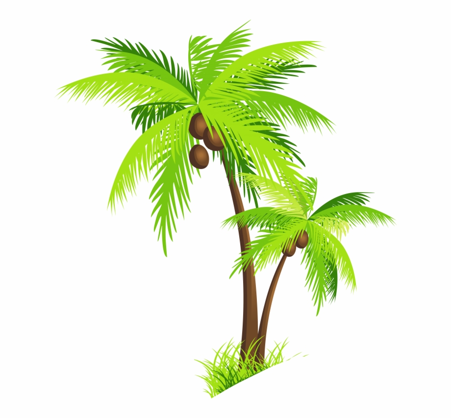 Palm Tree Beach Images Png Image Coconut Tree