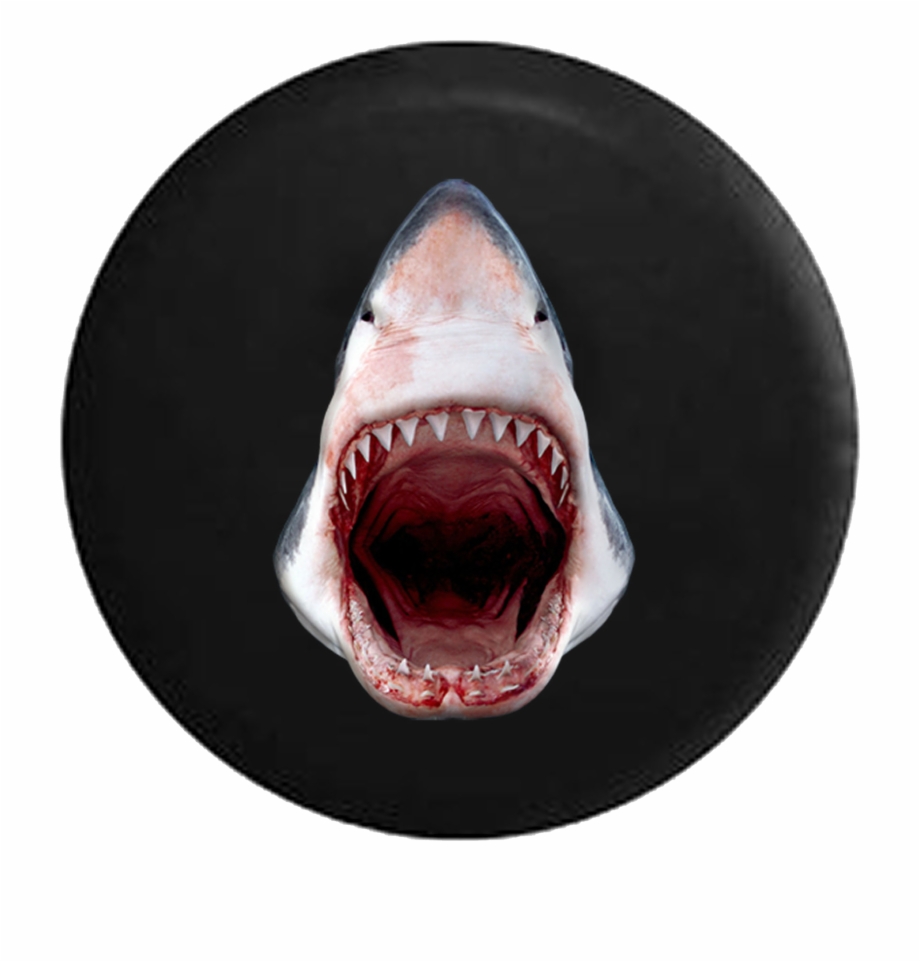 Great White Shark Jaws Open Razor Sharp Teeth