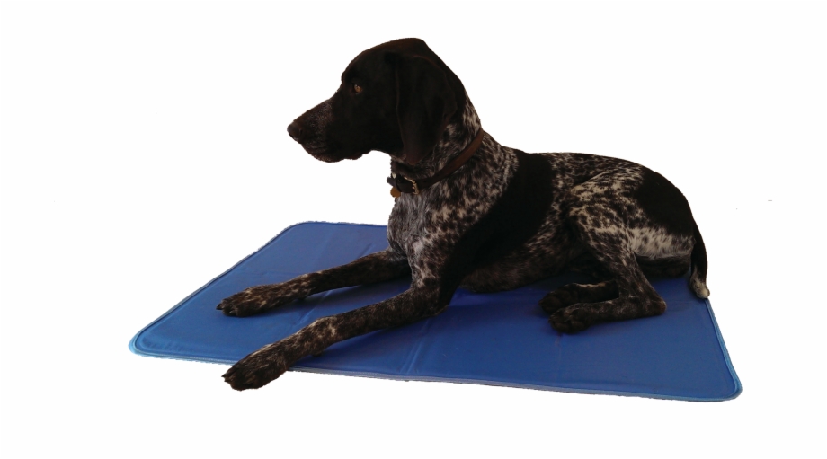 Animat Cool Gel Mat German Shorthaired Pointer Clip Art Library