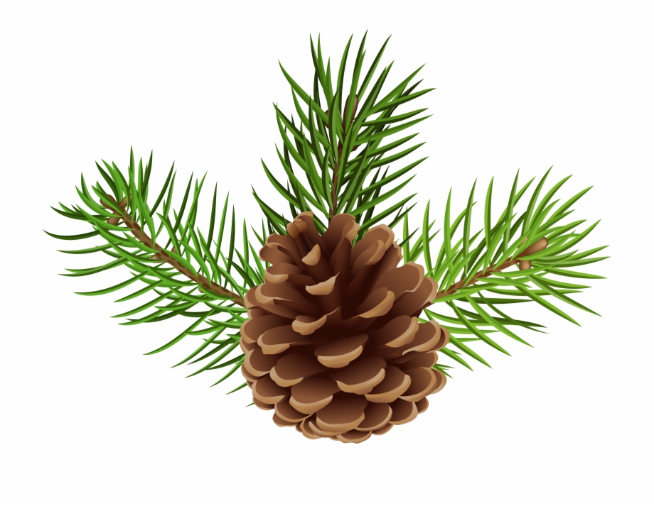 clip art pine cones
