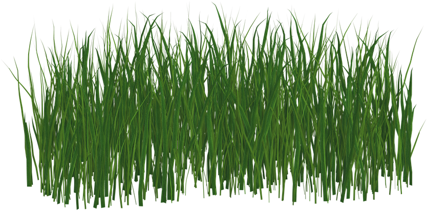 grass png black and white
