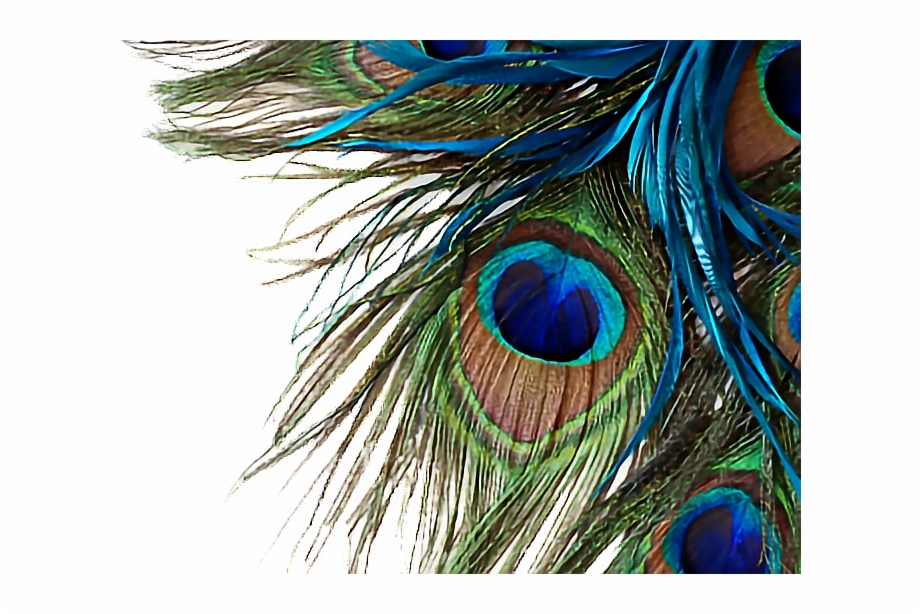 Peacock Feather High Resolution Png Download Peacock Feather