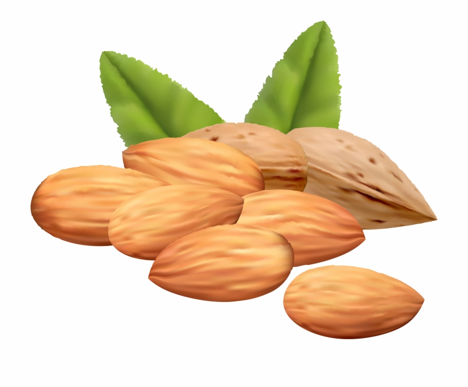 Almond Nuts Png Clipart Image Almond Vector Free