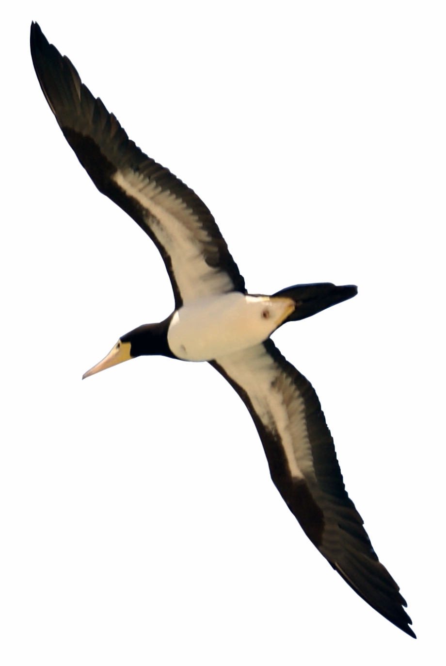 real flying bird png
