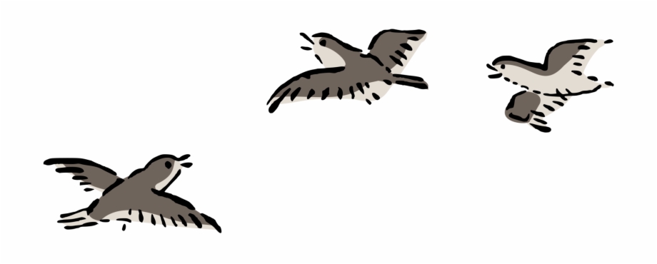 Bird Flight Bird Flight Columbidae Airplane Clip Art