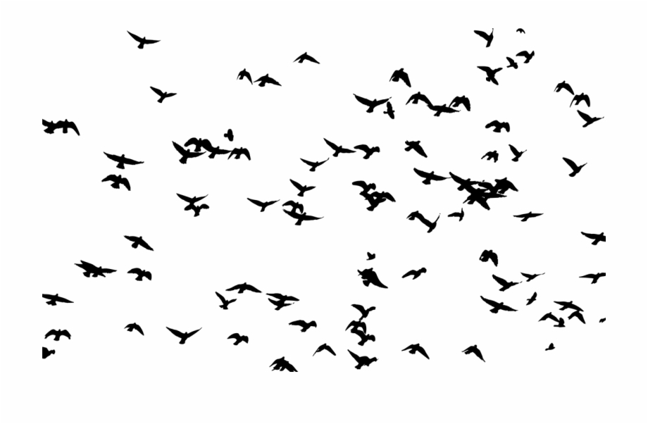 Download Png Bird Flock Silhouette