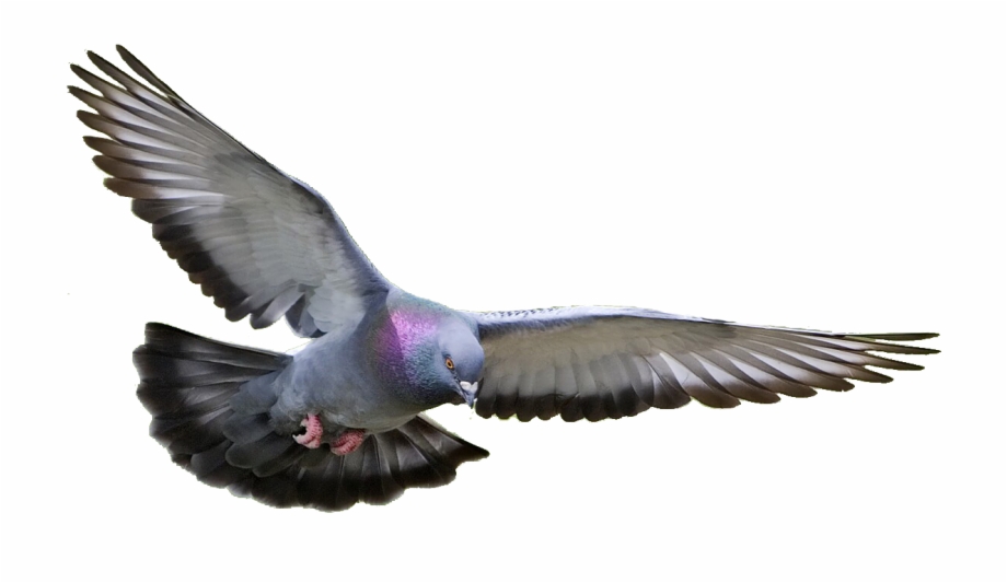 Dove Transparent Png Pictures Pigeon Png