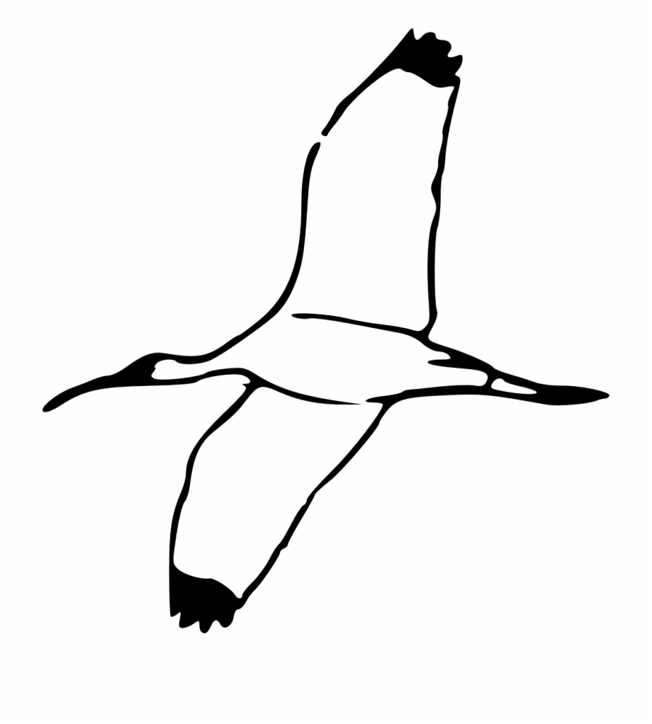 drawing white ibis ibis

