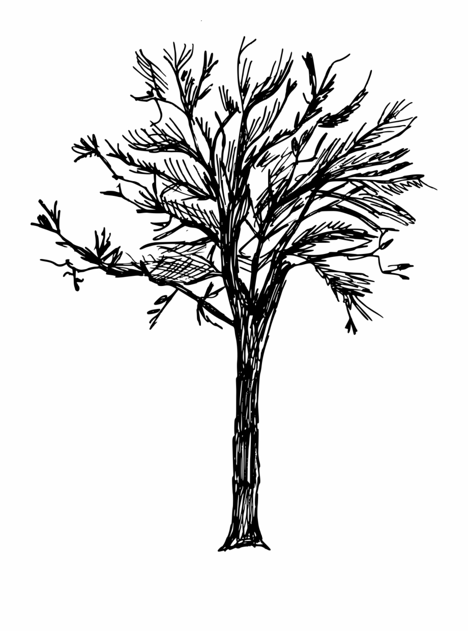 Tree Png Onlygfx Transparent Background Tree Drawing Transparent