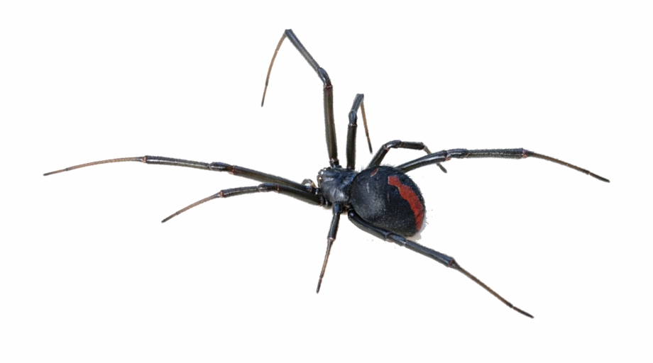 Spider Hanging Png Black Widow Spider Transparent Background