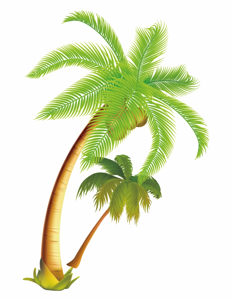 Coconut Tree Png Coconut Tree Vector Png