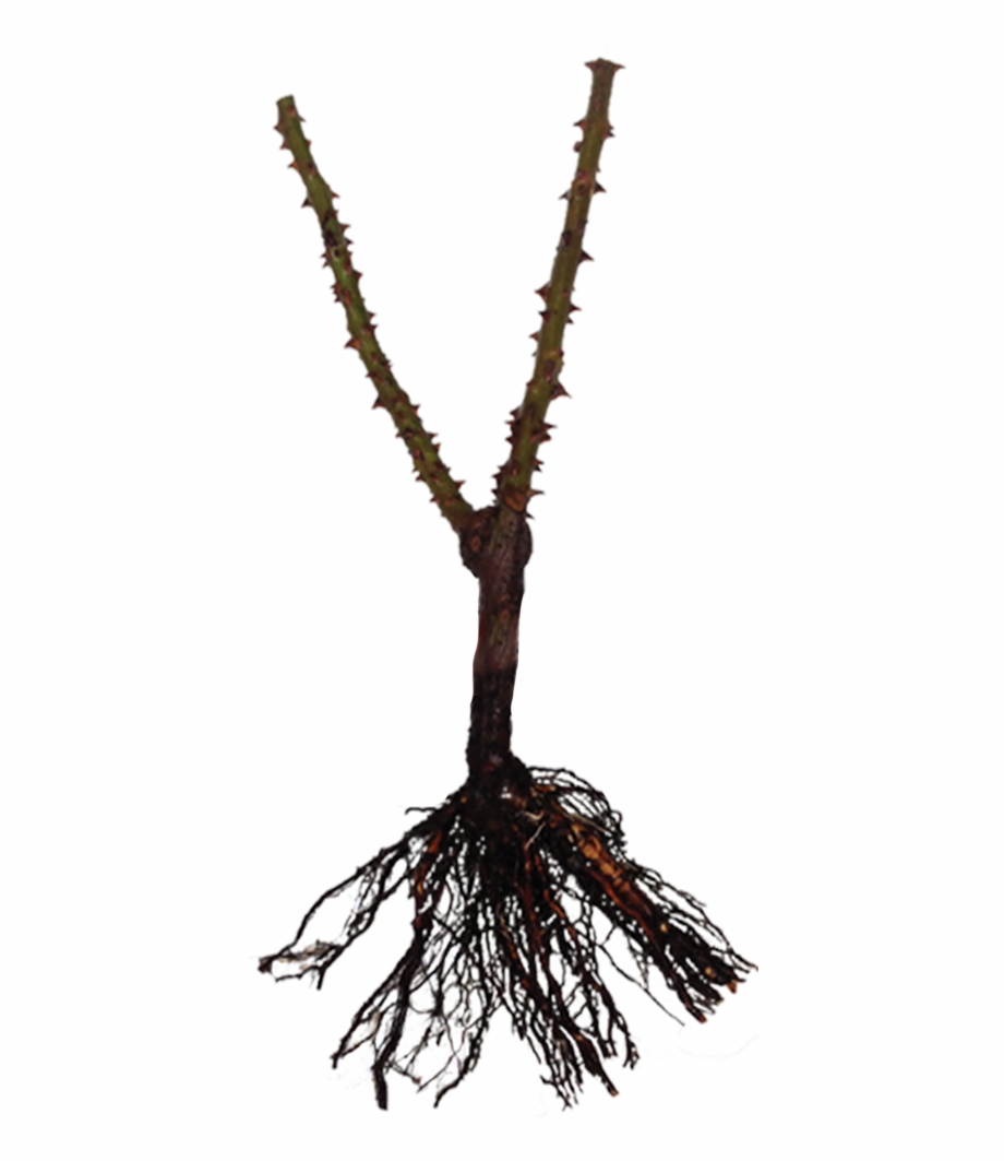 The Term Bare Root Means A Plant Is