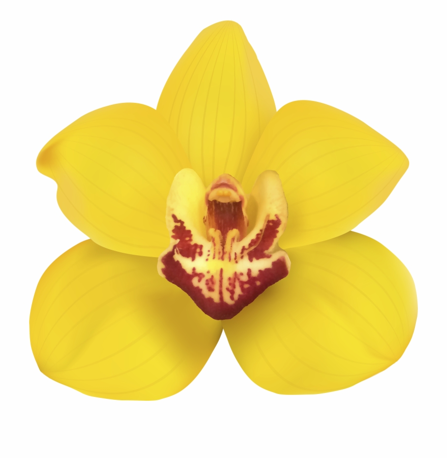 Yellow Orchid Png Clip Art Yellow Orchid Transparent