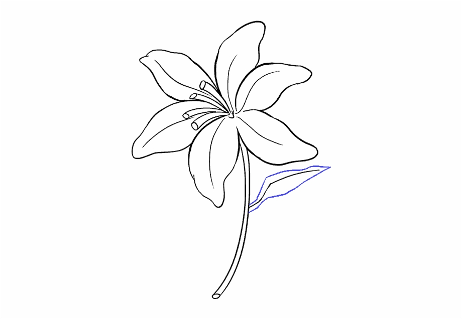 Drawn Lily Orchid Flower Lily Drawing