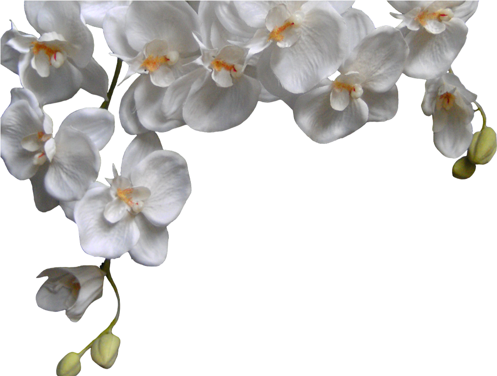 white orchid flower png
