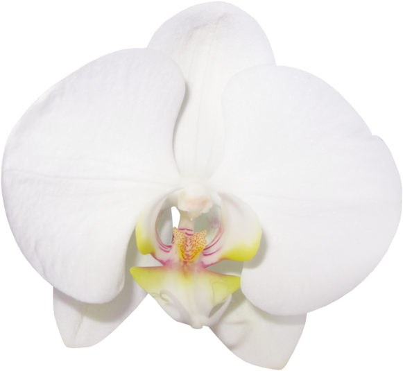 Gallery Flowers Png Phalaenopsis Sanderiana