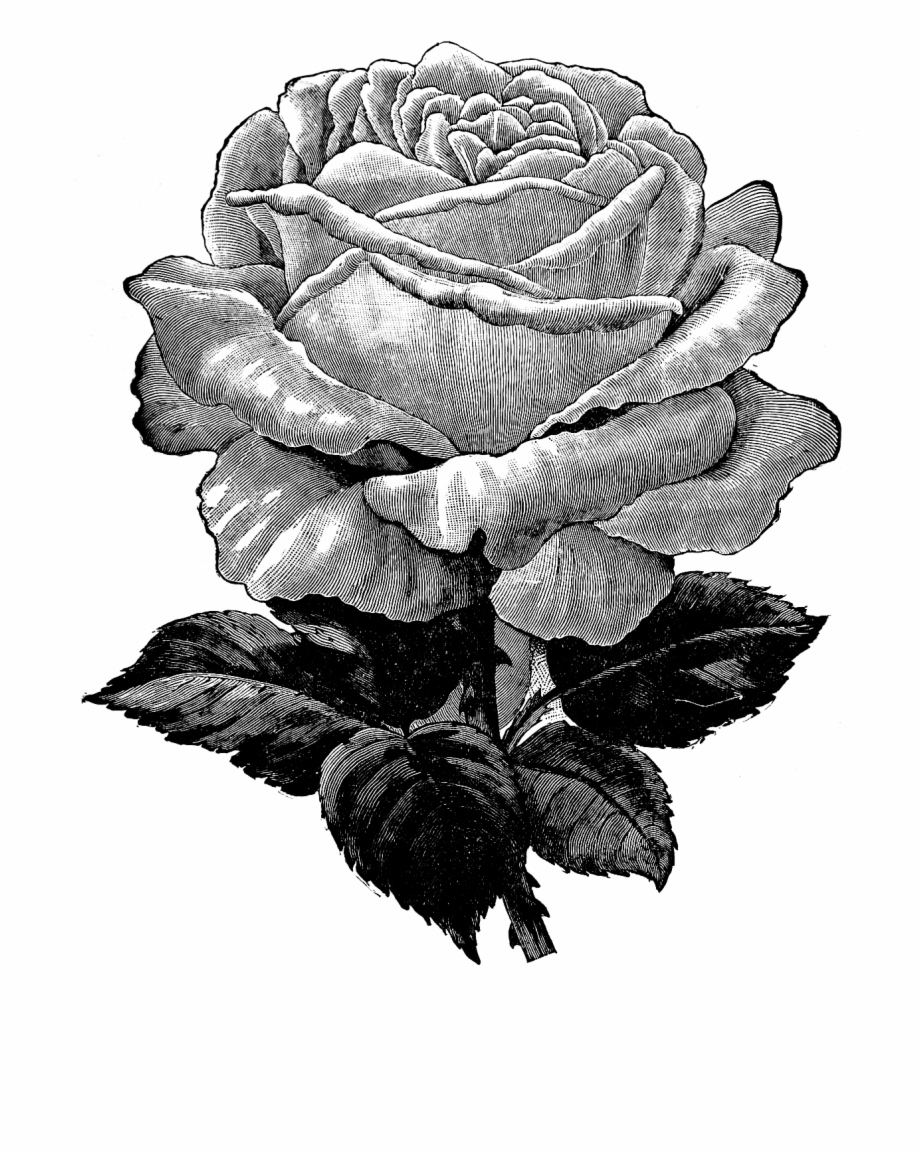 Free Vintage Rose Graphic Black Rose With Transparent