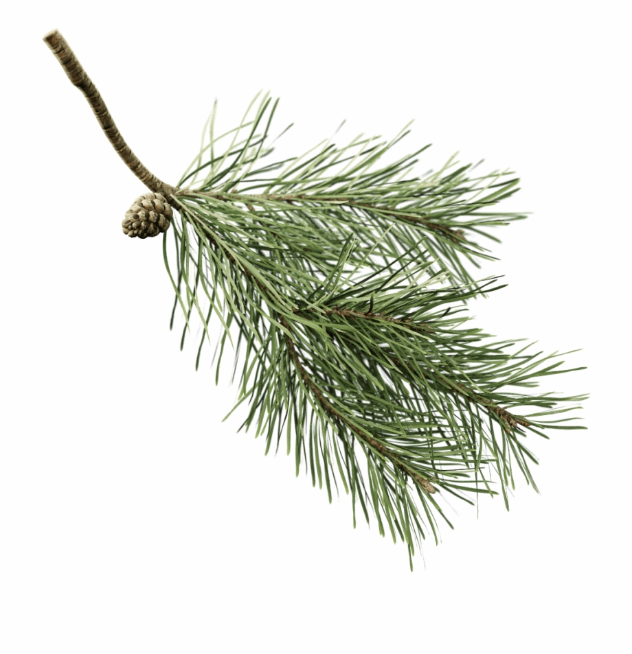 Scots Pine Pine Branch With Transparent Background