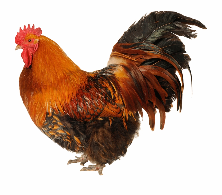 local chicken png
