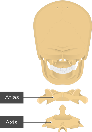 Atlas Of The Bone