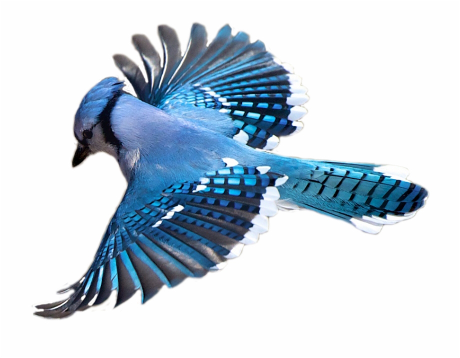 Birdwatching Flight Flying Bird Transprent Png Free Blue
