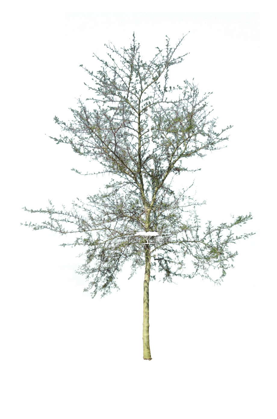 Acacia Xanthophloea Cad Tree Png