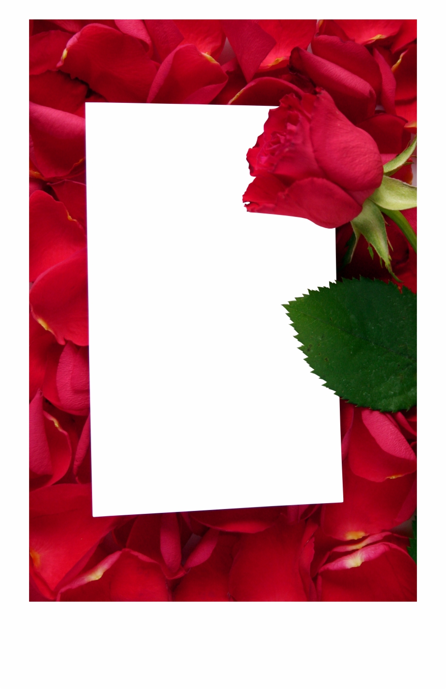 Red Rose Border Png Rose Day Quotes For