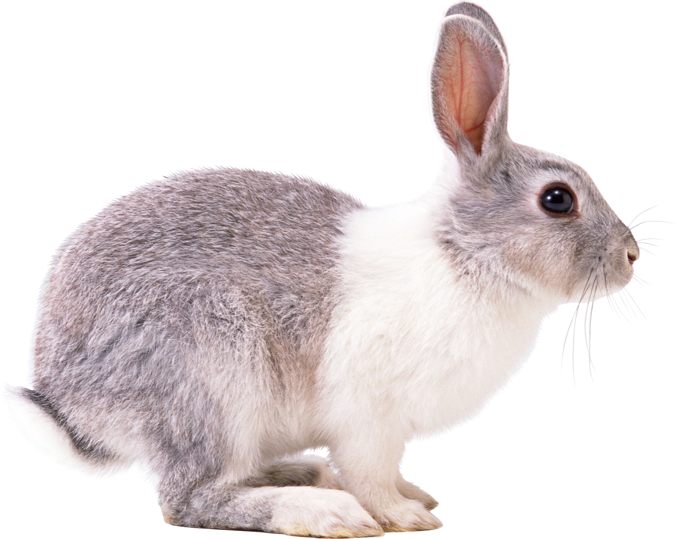 Top Picture Of Rabit Rabbit Png Images Free