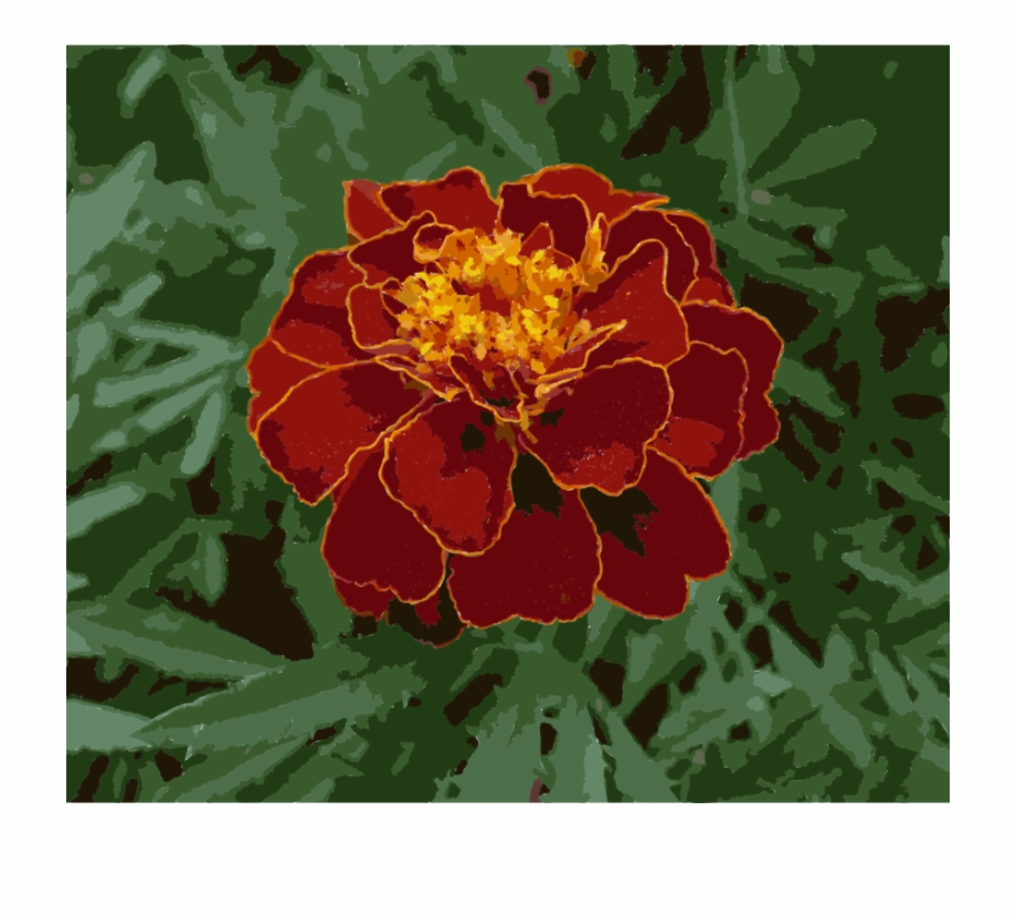 Mexican Marigold Flower Plants Annual Plant Seed Tagetes