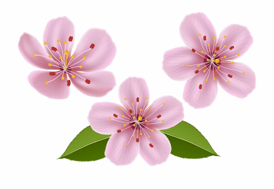 Spring Clip Art Image Transparent Background Spring Flowers