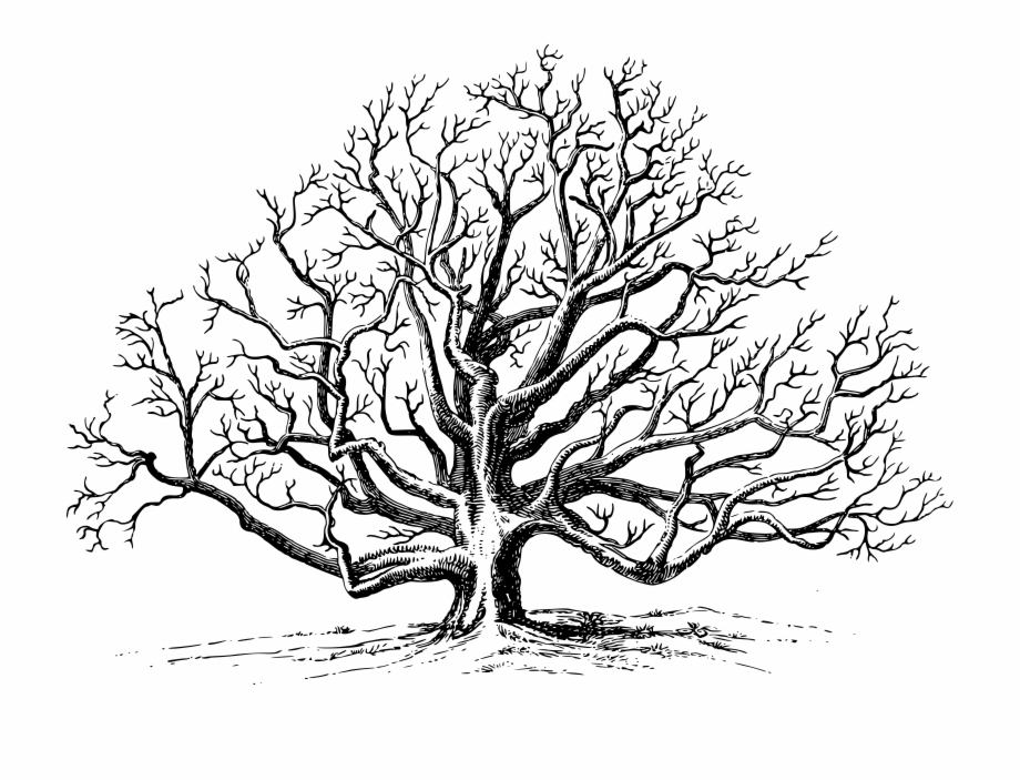 black and white walnut tree
